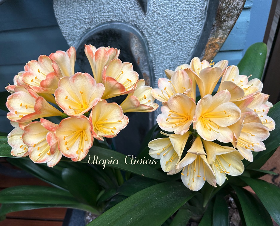 スリビア  ろぜった Utopia Clivias